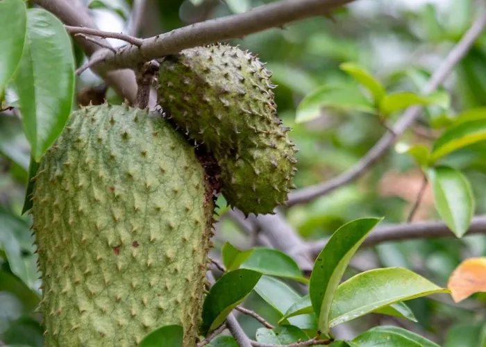 Harmonic Farms Beachfront Villa Nandayure